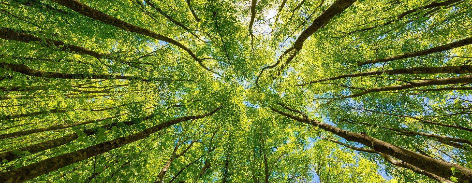 Our Green commitment | Casalgrande Padana Our Green commitment | Casalgrande Padana